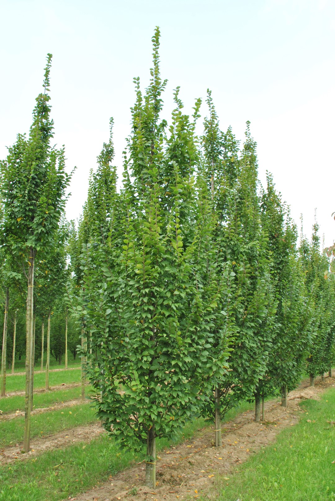 Carpinus betulus 'Lucas'